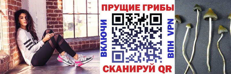 наркошоп  Туран  Галлюциногенные грибы Psilocybine cubensis 